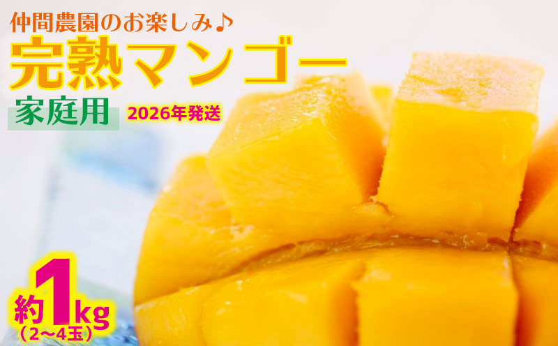 【2026年発送】仲間農園のお楽しみ（家庭用）完熟マンゴー約1kg（2～4玉） アーウィン 果物 甘い 夏 濃厚 ギフト Mango ランキング 完熟 お気に入り 収穫 人気 甘味 フルーツ 沖縄県 先行予約 食品 デザート 産地直送 送料無料