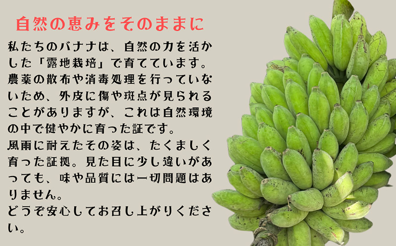 ã2026幎çºéãå®é座æç£ ææ©JASèªèšŒã®ã¢ããã«ããã çŽ2kg ã°ãªãª ããã ã¢ããã«ããã ãã«ãŒã æç© éæç© ãããã«ã«ãã«ãŒã ã¹ã€ãŒã ãã¶ãŒã ã¹ã ãŒãžãŒ æé£ éå ã¹ããŒã ç£å°çŽé åœç£ çã æ¿å ãã£ã¡ã æ²çžç å®é座æ