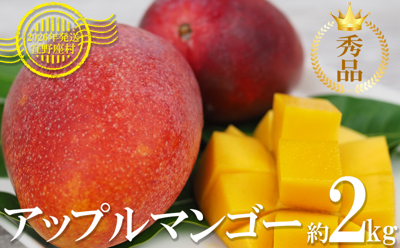 【2026年発送】マンゴーの拠点産地「宜野座村」の秀品アップルマンゴー（約2kg） アーウィン 果物 甘い 夏 濃厚 ギフト Mango ランキング 完熟 お気に入り 美味しい 人気 おすすめ 地元 沖縄県 先行予約 南国フルーツ デザート 産地直送 送料無料