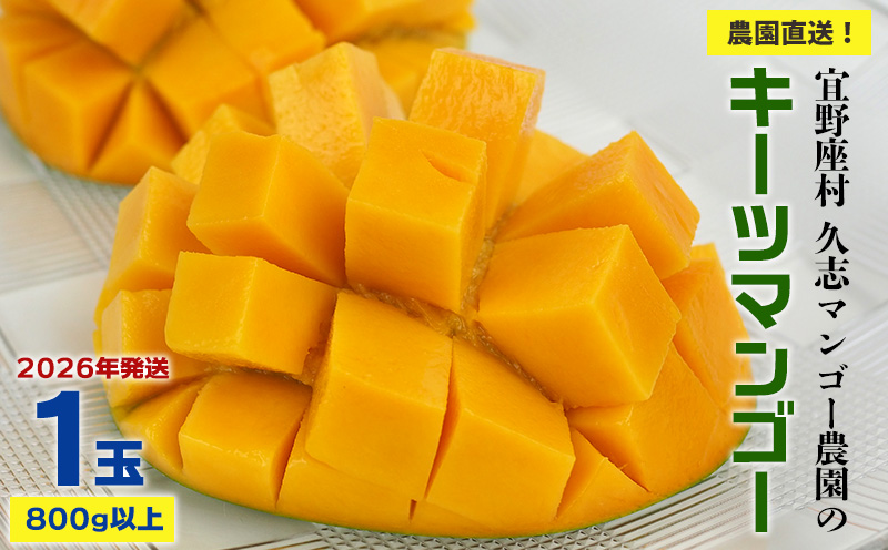 【2026年発送】農園直送！宜野座村　久志マンゴー農園のキーツマンゴー1玉（800g以上） フルーツ 甘い 美味しい 特徴 香り お取り寄せ Mango ランキング 大きい 希少 贈り物 ビタミン おすすめ 贅沢 栄養価 国産 沖縄県 人気 産地直送 送料無料