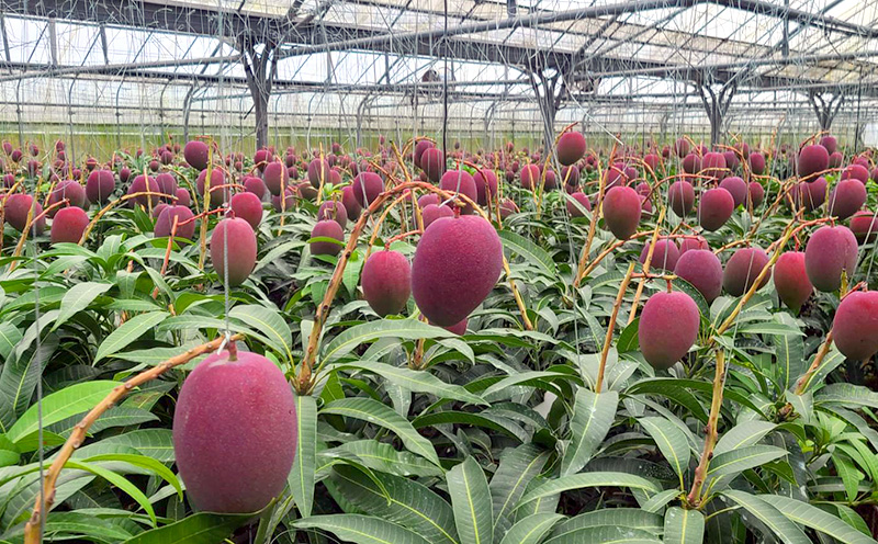 【2026年発送】南国の恵み！久志マンゴー農園のアップルマンゴー贈答用（約1kg） アーウィン 果物 甘い 夏 濃厚 ギフト Mango ランキング 完熟 お気に入り 美味しい 人気 おすすめ フルーツ 沖縄県 先行予約 食品 デザート 産地直送 送料無料