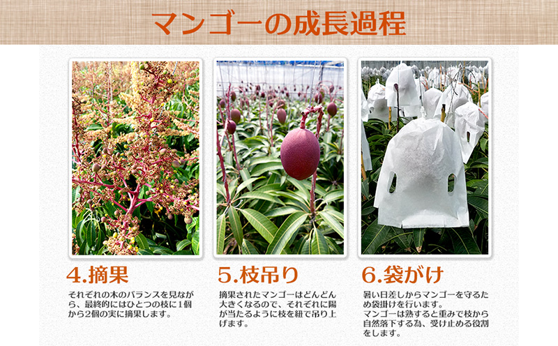 【2026年発送】糖度15度以上！サンフルーツ糸満のマンゴー優品　約1kg 産地直送 先行予約 フルーツ 果物 くだもの アップルマンゴー アップル アーウィン種 濃厚 デザート 贅沢 旬の果物 甘い おすすめ プレゼント 贈答 冷蔵 国産 沖縄 沖縄県産