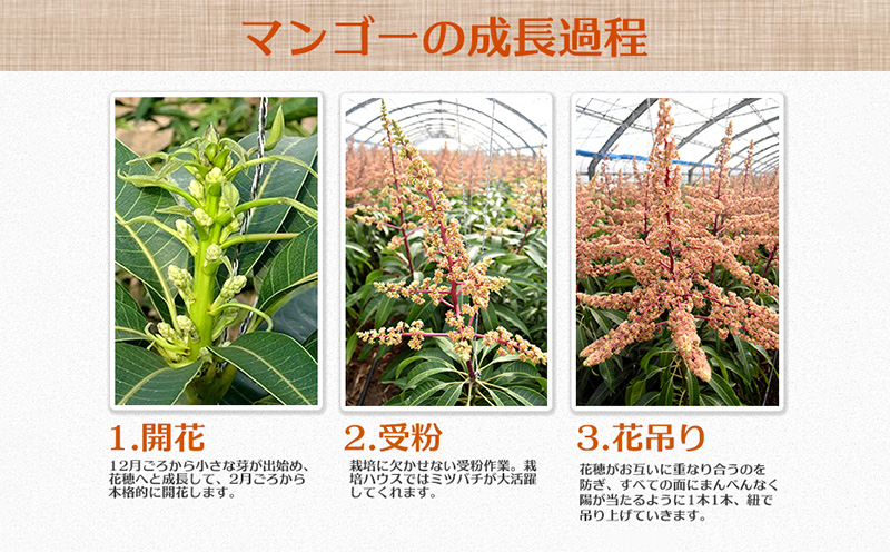 【2026年発送】県知事賞受賞　サンフルーツ糸満　マンゴー秀品　約2kg 産地直送 先行予約 フルーツ 果物 くだもの アップルマンゴー アップル アーウィン種 濃厚 デザート 贅沢 旬の果物 甘い おすすめ プレゼント 贈答 冷蔵 国産 沖縄 沖縄県産