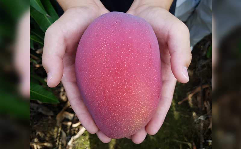 【2026年発送】サンフルーツ糸満のマンゴー家庭用　約2kg 産地直送 先行予約 フルーツ 果物 くだもの アップルマンゴー アップル アーウィン種 濃厚 デザート 贅沢 旬の果物 甘い おすすめ プレゼント 贈答 冷蔵 国産 沖縄 沖縄県産