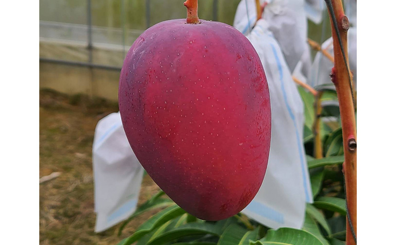 【2026年発送】南国の恵み！久志マンゴー農園のアップルマンゴー贈答用（約1kg） アーウィン 果物 甘い 夏 濃厚 ギフト Mango ランキング 完熟 お気に入り 美味しい 人気 おすすめ フルーツ 沖縄県 先行予約 食品 デザート 産地直送 送料無料