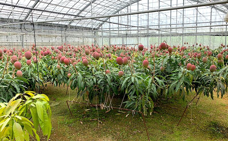 【2026年発送】平田果樹園の厳選アップルマンゴー贈答用（約1kg） アーウィン 果物 甘い 夏 濃厚 ギフト Mango ランキング 完熟 お気に入り 美味しい 人気 おすすめ フルーツ 沖縄県 先行予約 食品 デザート 産地直送 送料無料