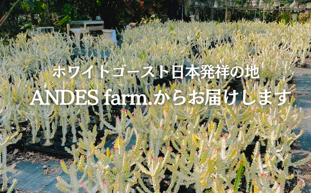 【ANDES farm.】沖縄育ち 良型ホワイトゴースト ユーフォルビア ホワイトゴースト 観葉植物 多肉植物 珍奇植物 白色 白い幽霊 希少 育てやすい 4号 35cm インテリア おしゃれ 人気 お祝い
