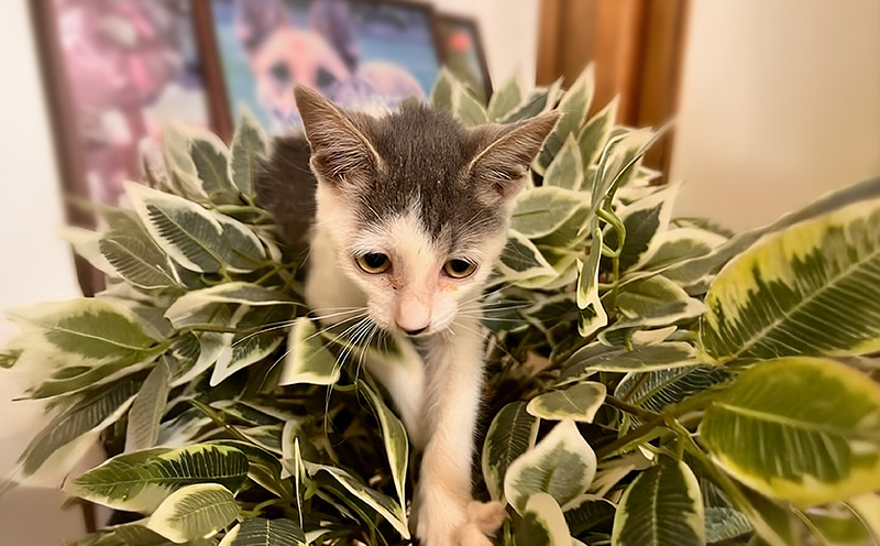 【お礼の品なし】沖縄県金武町でネコを救う　保護猫活動などをサポート（1万円） ねこ 地域猫 保護活動 支援 応援 動物愛護 地域猫 寄付のみ 思いやり 助ける 命 救助 感謝 お世話 沖縄県 南国 動物福祉 ペット 幸せ 活動