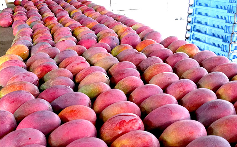 ã2026幎çºéãéæŠçºã®ã¢ããã«ãã³ãŽãŒâèŽççšâ1kg以äžïŒ2ïœ3çïŒ ã¢ãŒãŠã£ã³ æç© çã å€ æ¿å ã®ãã Mango ã©ã³ãã³ã° å®ç ãæ°ã«å
¥ã åç©« äººæ° çå³ ãã«ãŒã æ²çžç å
è¡äºçŽ é£å ãã¶ãŒã ç£å°çŽé éæç¡æ