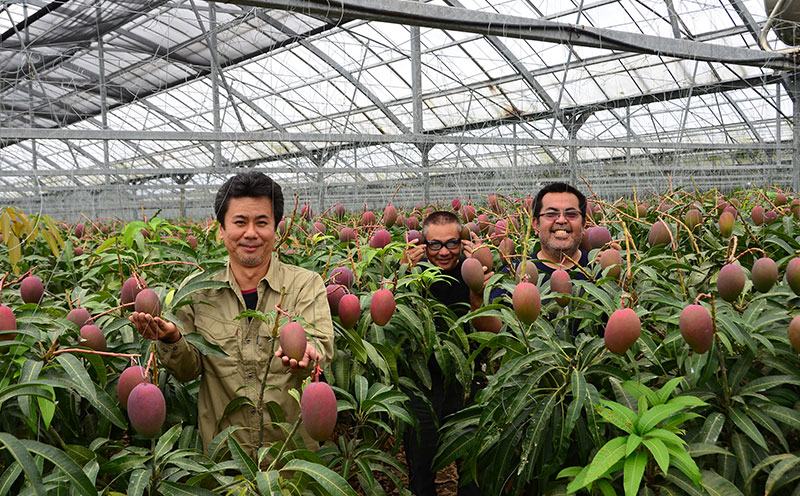 ã2026幎çºéãéæŠçºã®ã¢ããã«ãã³ãŽãŒâèŽççšâ1kg以äžïŒ2ïœ3çïŒ ã¢ãŒãŠã£ã³ æç© çã å€ æ¿å ã®ãã Mango ã©ã³ãã³ã° å®ç ãæ°ã«å
¥ã åç©« äººæ° çå³ ãã«ãŒã æ²çžç å
è¡äºçŽ é£å ãã¶ãŒã ç£å°çŽé éæç¡æ