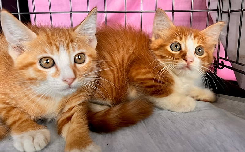 【お礼の品なし】沖縄県金武町でネコを救う　保護猫活動などをサポート（1万円） ねこ 地域猫 保護活動 支援 応援 動物愛護 地域猫 寄付のみ 思いやり 助ける 命 救助 感謝 お世話 沖縄県 南国 動物福祉 ペット 幸せ 活動