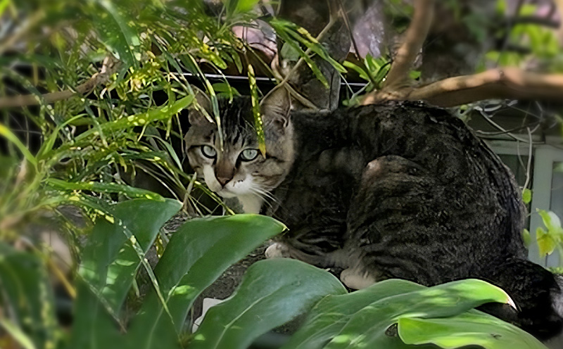 【お礼の品なし】沖縄県金武町でネコを救う　保護猫活動などをサポート（1万円） ねこ 地域猫 保護活動 支援 応援 動物愛護 地域猫 寄付のみ 思いやり 助ける 命 救助 感謝 お世話 沖縄県 南国 動物福祉 ペット 幸せ 活動