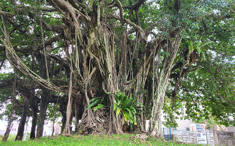 車椅子で金武町の自然と歴史とフードを満喫する我らが家は五大州5時間コース 安全第一 プロの運転技術 車椅子対応 事故防止 安全管理 丁寧な運転 安心サポート 快適 リラックス 思いやり 丁寧な接客 利用者目線 柔軟な対応 柔軟 スムーズ 地域密着 地元で 信頼のおける 家族も安心 高評価