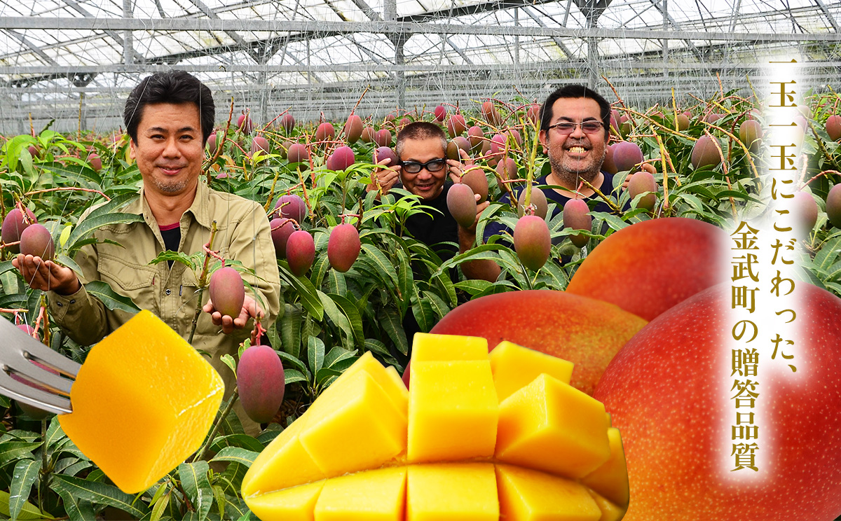 ã2026幎çºéãéæŠçºã®ã¢ããã«ãã³ãŽãŒâèŽççšâ2kg以äžïŒ4ïœ6çïŒ ã¢ãŒãŠã£ã³ æç© çã å€ æ¿å ã®ãã Mango ã©ã³ãã³ã° å®ç ãæ°ã«å
¥ã åç©« äººæ° çå³ ãã«ãŒã æ²çžç å
è¡äºçŽ é£å ãã¶ãŒã ç£å°çŽé éæç¡æ