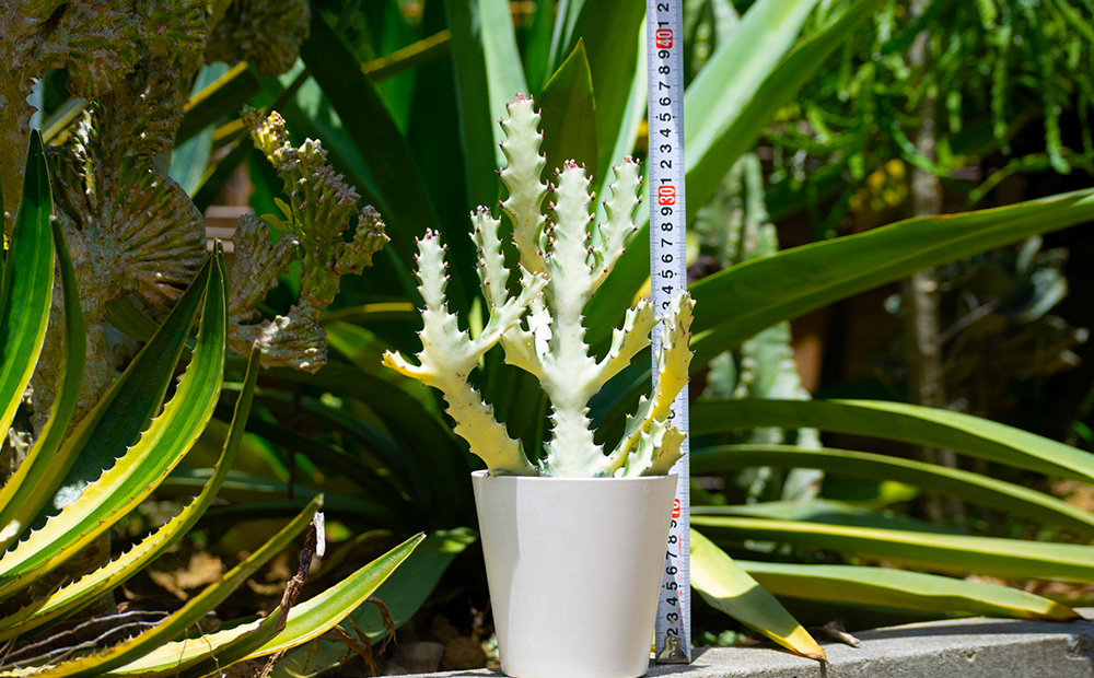 【ANDES farm.】沖縄育ち 良型ホワイトゴースト ユーフォルビア ホワイトゴースト 観葉植物 多肉植物 珍奇植物 白色 白い幽霊 希少 育てやすい 4号 35cm インテリア おしゃれ 人気 お祝い