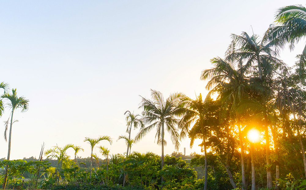 【ANDES farm.】沖縄育ち 良型ホワイトゴースト ユーフォルビア ホワイトゴースト 観葉植物 多肉植物 珍奇植物 白色 白い幽霊 希少 育てやすい 4号 35cm インテリア おしゃれ 人気 お祝い