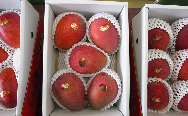 【2026年発送】金武町のアップルマンゴー◆贈答用◆2kg以上（4～6玉） アーウィン 果物 甘い 夏 濃厚 ギフト Mango ランキング 完熟 お気に入り 収穫 人気 甘味 フルーツ 沖縄県 先行予約 食品 デザート 産地直送 送料無料