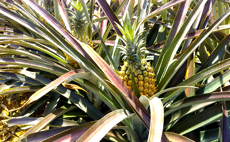 2026幎çºéãæ°ééå®ãã²ãšãã¡ãŒã éæŠçºã®ãããããïŒæ¥µäžïŒãã€ã³ 6ç ãã€ãããã« ã±ããªã£ã·ã ãã€ã³ã¢ããã« ã±ãããã£ã·ã åœç£ ã®ãã ããŽãŒã« ã¹ãã㯠ãã€ã³ å€ èŽçå èŽãç© ãã¬ãŒã³ã ãã¬ãã·ã¥ åç£ ãåãå¯ã ãã«ãŒã æç© æ²çž éæŠçº