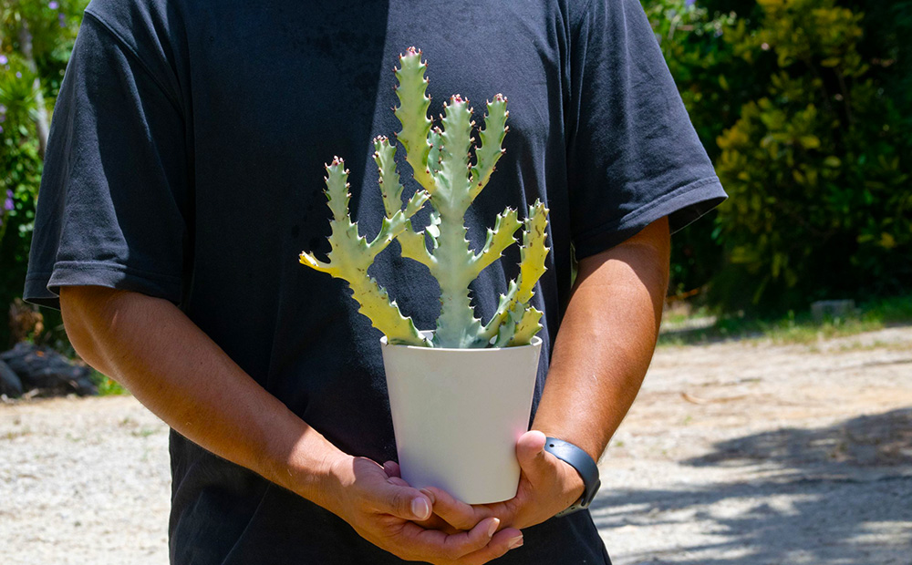 【ANDES farm.】沖縄育ち 良型ホワイトゴースト ユーフォルビア ホワイトゴースト 観葉植物 多肉植物 珍奇植物 白色 白い幽霊 希少 育てやすい 4号 35cm インテリア おしゃれ 人気 お祝い