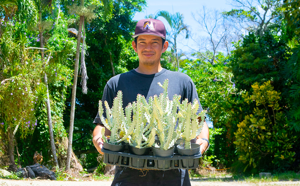 【ANDES farm.】沖縄育ち 良型ホワイトゴースト ユーフォルビア ホワイトゴースト 観葉植物 多肉植物 珍奇植物 白色 白い幽霊 希少 育てやすい 4号 35cm インテリア おしゃれ 人気 お祝い