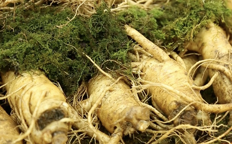 邏蜿(縺薙≧縺倥s)縲逅臥帥繧ゅm縺ソ驟「縲2譛ャ