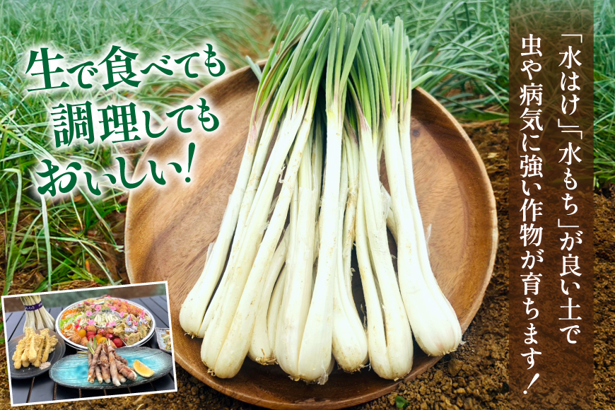 【期間限定発送】島らっきょう 約 2kg [畑シンカ 沖縄県 伊江村 ie47bde250002] 島ラッキョウ しまらっきょう 野菜 やさい 浅漬け 漬物 らっきょうみそ