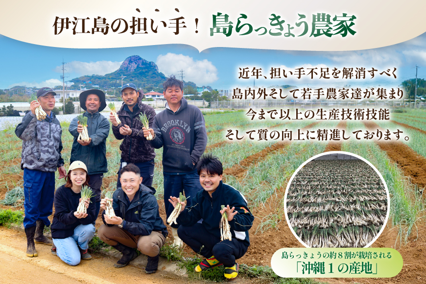 【期間限定発送】島らっきょう 約 4kg [畑シンカ 沖縄県 伊江村 ie47bde250001] 島ラッキョウ しまらっきょう 野菜 やさい 浅漬け 漬物 らっきょうみそ