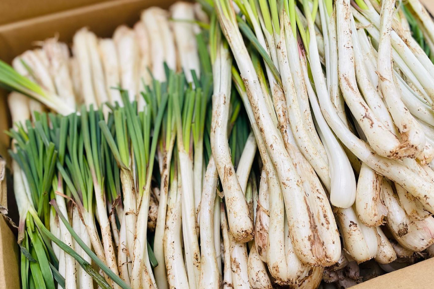 らっきょう 島らっきょうの甘酢漬け 100g 10個 [NOGUS 沖縄県 伊江村 ie47bde420001] 島らっきょう 甘酢漬け