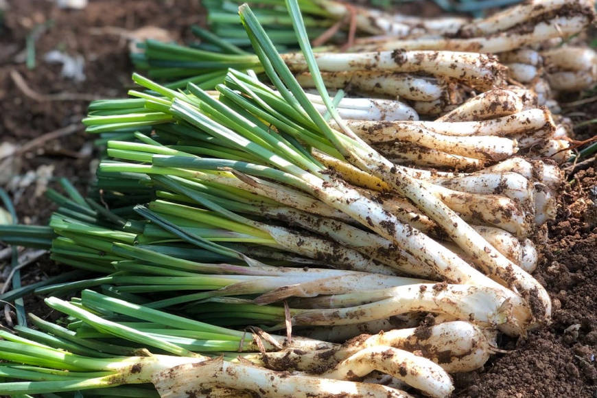 いえじま便 島らっきょうキムチ 100g 6個 [NOGUS 沖縄県 伊江村 ie47bde420000] キムチ 島らっきょう