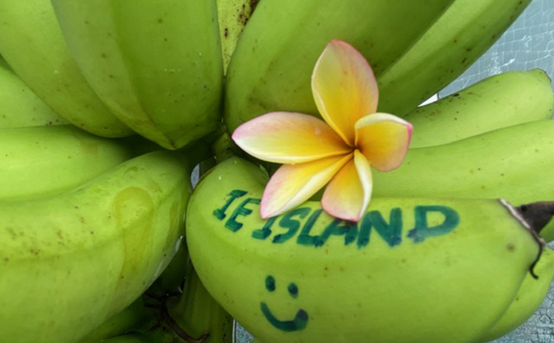 宿泊 ペンション マリンハウス IEアイランド スタンダート 1泊2日 ペア 宿泊券 朝食付き [マリンハウスIEアイランド 沖縄県 伊江村 ie47bde370000] 島旅 旅行 観光 マリンスポーツ ダイビング シュノーケリング 食事付き