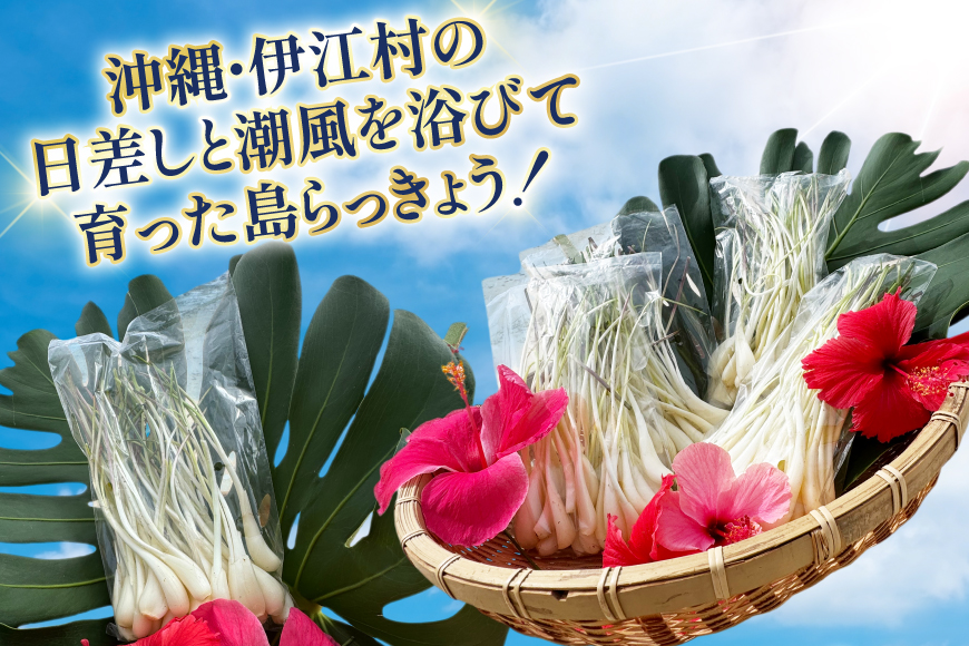 【期間限定発送】島らっきょう 生 皮むき 250g 4袋 計 1kg [ミュージアム 沖縄県 伊江村 ie47bde230011] 沖縄 おつまみ らっきょう 国産