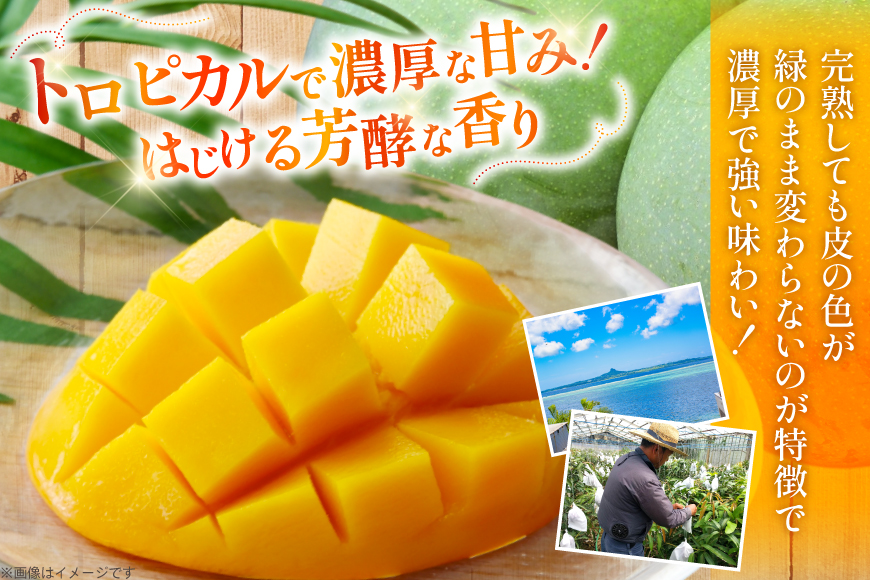 【期間限定発送】 キーツ マンゴー 秀品 約 2kg (2〜3玉) [伊江村マンゴー部会 沖縄県 伊江村 ie47bde320009] キーツマンゴー 沖縄 フルーツ 果物 甘い 夏 濃厚 Mango 果物 果実 くだもの