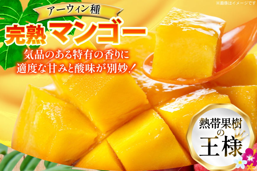 【期間限定発送】 完熟 マンゴー (アーウィン種) 約 1kg (2〜3玉) [伊江村マンゴー部会 沖縄県 伊江村 ie47bde320012] 沖縄 フルーツ 果物 甘い 夏 濃厚 Mango 果物 果実 くだもの
