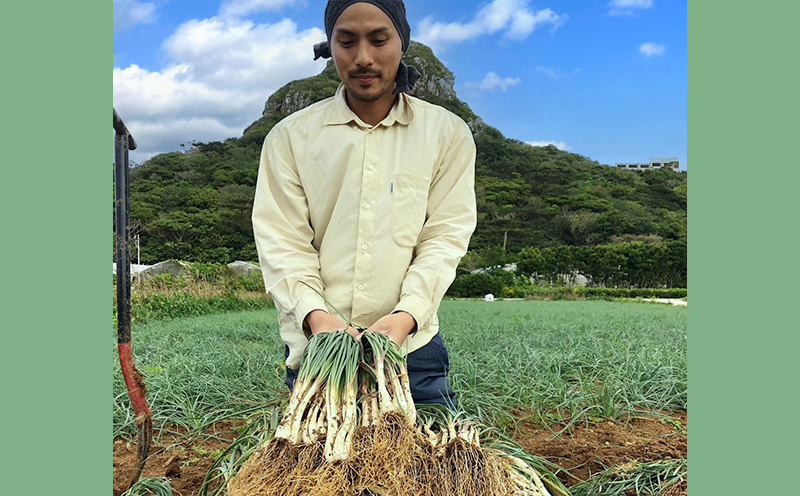 【2025年発送】伊江島より直送！旬の「島らっきょう」約1kg 天ぷら 酢漬け 炒め 甘酢漬け 浅漬け 味噌 自然 美食 地酒 お気に入り 美味しい フライ おすすめ 地元 沖縄県 南国 食品 人気 産地直送 送料無料