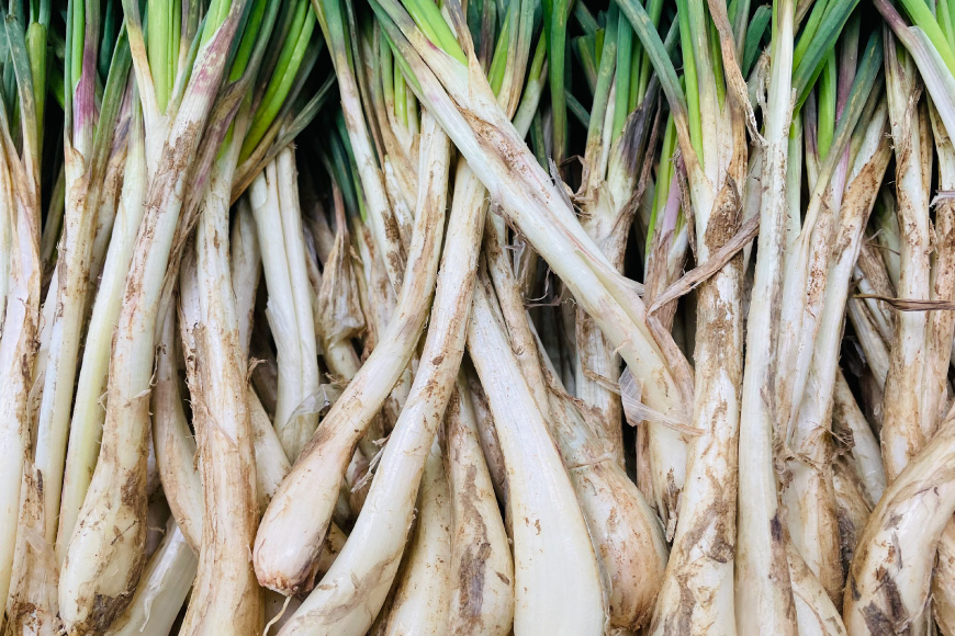 【期間限定発送】 島らっきょう 沖縄 キムチ 100g 甘酢漬け 100g 2個 食べ比べ セット [NOGU's 沖縄県 伊江村 ie47bde420012] らっきょう おつまみ 伊江島 らっきょうチムチ 詰め合わせ