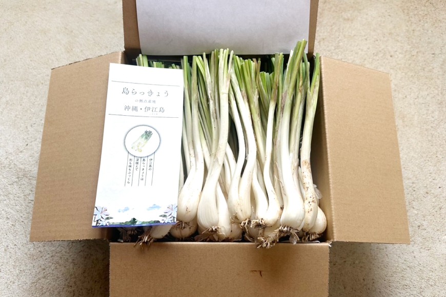 【期間限定発送】島らっきょう 約 2kg [畑シンカ 沖縄県 伊江村 ie47bde250002] 島ラッキョウ しまらっきょう 野菜 やさい 浅漬け 漬物 らっきょうみそ