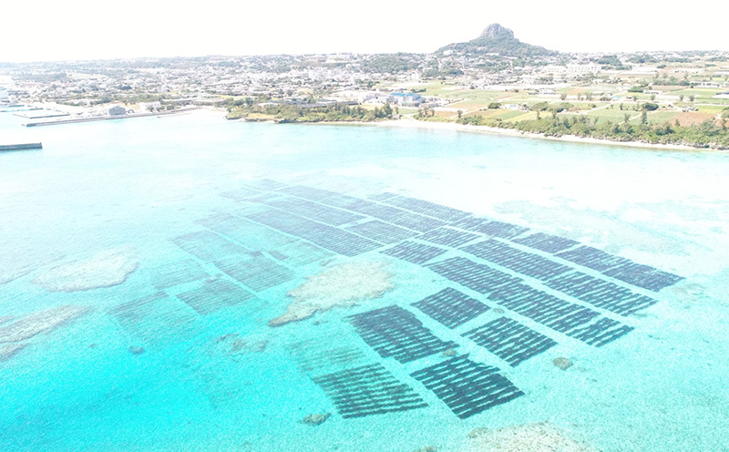 沖縄県伊江島産　生もずく(冷凍)12パック 天然 フコイダン 自然 水雲 海藻 モズク 海 料理 手軽 天ぷら 美味しい ミネラル おすすめ 地元 沖縄県 南国 食品 人気 産地直送 送料無料