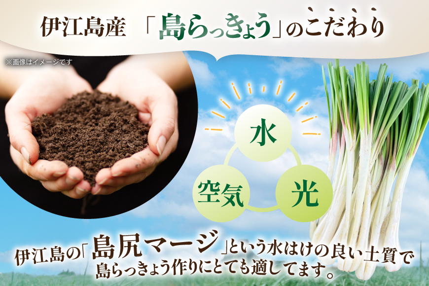 【期間限定発送】島らっきょう 生 約 1kg [畑シンカ 沖縄県 伊江村 ie47bde250000] 島ラッキョウ しまらっきょう 野菜 やさい 浅漬け 漬物 らっきょうみそ