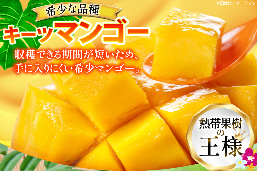 【期間限定発送】 家庭用 キーツ マンゴー 約 2kg (2〜3玉) [伊江村マンゴー部会 沖縄県 伊江村 ie47bde320000] キーツマンゴー 沖縄 フルーツ 果物 甘い 夏 濃厚 Mango 果物 果実 くだもの