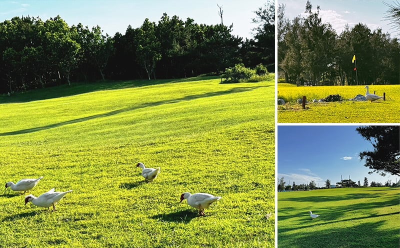 ゴルフ プレー券 伊江島カントリークラブ ペア 18ホール [伊江島カントリークラブ 沖縄県 伊江村 ie47bde220001] ゴルフプレー券 リゾート ショート ロング メール便