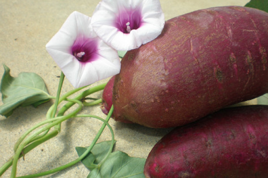 紅芋菓子 セット チップス 4袋 かりんとう 6袋 [伊江島物産センター 沖縄県 伊江村 ie47bde210062] 紅芋 紅芋カリカリ 香ばしい 食感 濃厚な