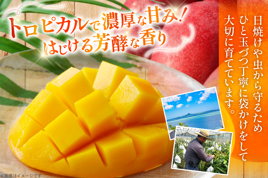 【期間限定発送】 訳あり マンゴー (アーウィン種) 約 2kg (4〜6玉) [伊江村マンゴー部会 沖縄県 伊江村 ie47bde320010] 沖縄 フルーツ 果物 甘い 夏 濃厚 Mango 果物 果実 くだもの