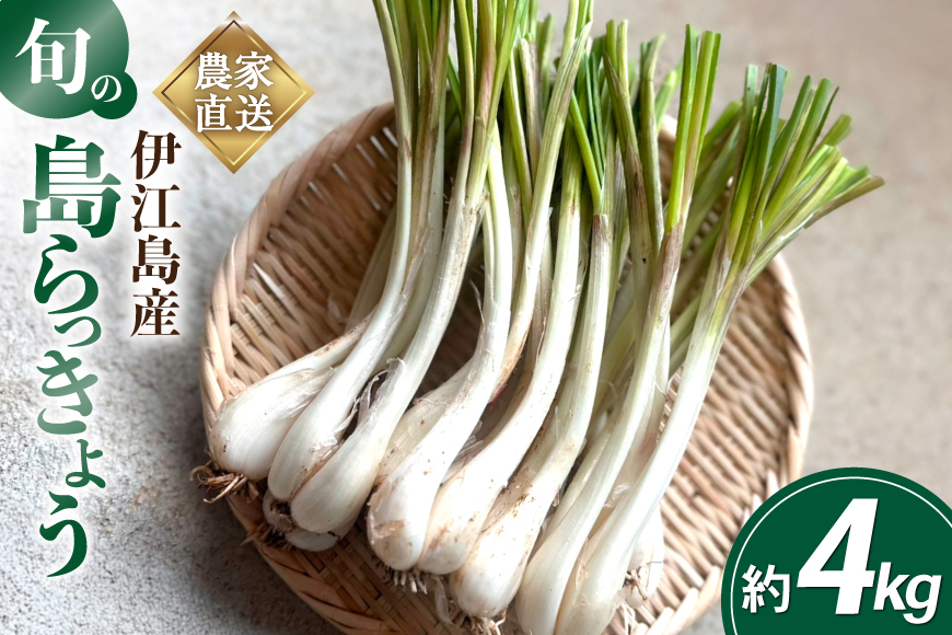 【期間限定発送】島らっきょう 約 4kg [畑シンカ 沖縄県 伊江村 ie47bde250001] 島ラッキョウ しまらっきょう 野菜 やさい 浅漬け 漬物 らっきょうみそ