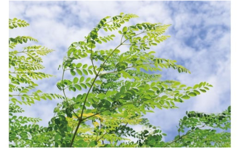 奇跡の植物＜モリンガ＞ティーバッグ（2個セット） ☆ お茶 読谷村産 沖縄 お手軽 持ち運び 便利