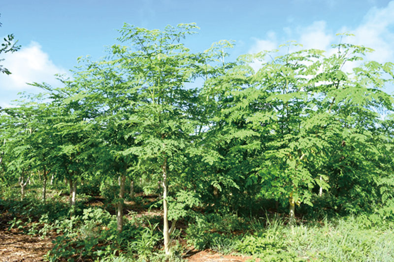 奇跡の植物＜モリンガ＞タブレット・パウダー・ティーバッグ（３点セット） ☆ 読谷村産 沖縄 セット お試し お茶 粉末 飲みやすい