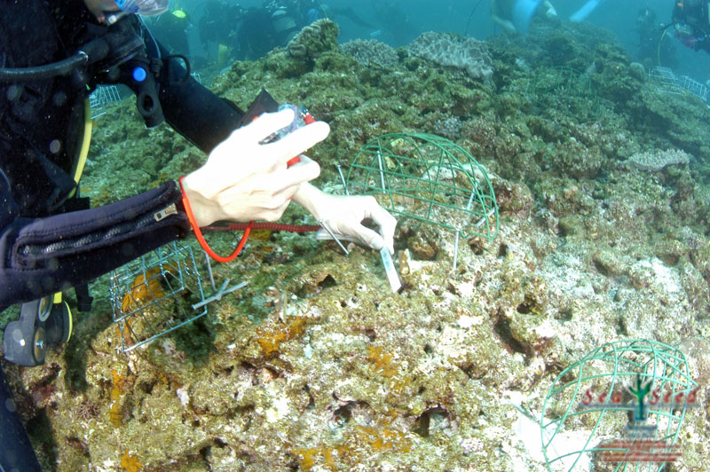 【SeaSeed】養殖サンゴ1株の移植放流