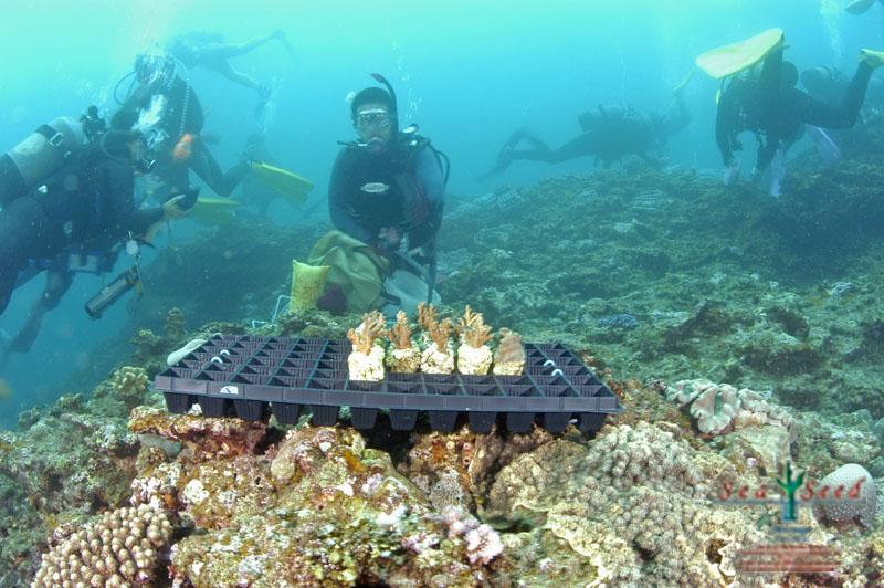 【SeaSeed】養殖サンゴ1株の移植放流