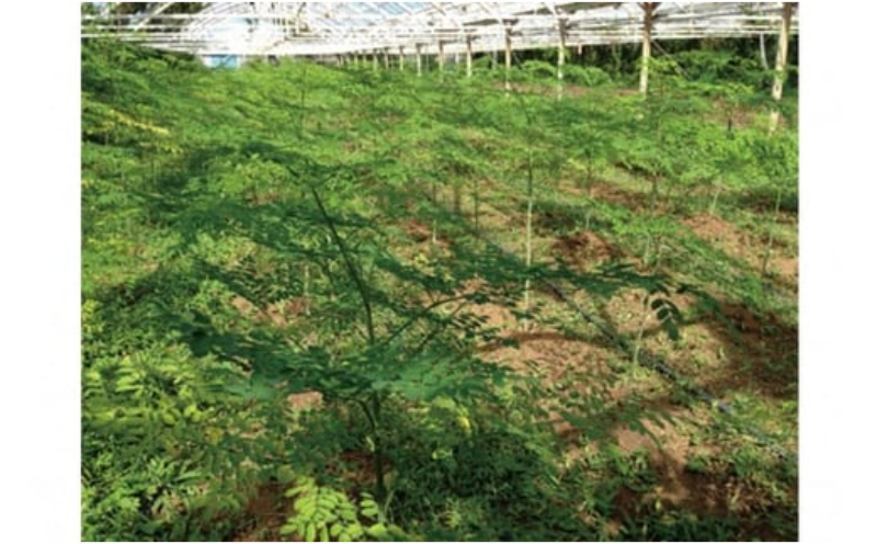 å¥è·¡ã®æ€ç©ïŒã¢ãªã³ã¬ïŒããŠããŒïŒ2åã»ããïŒ â ãè¶ ãæè»œ æã¡éã³ æ²çž èªè°·æç£