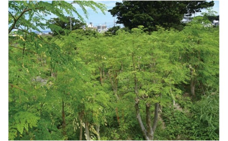 奇跡の植物＜モリンガ＞ティーバッグ（2個セット） ☆ お茶 読谷村産 沖縄 お手軽 持ち運び 便利