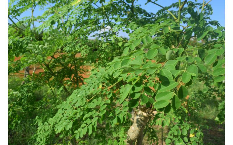 奇跡の植物モリンガ！タブレット（5個セット）